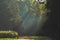 Into the Woods.. #BedtimeStories